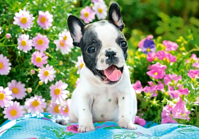 Puzzle 500 tükki French Bulldog Puppy