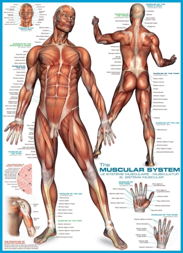 Eurographics puzzle Muscle System 1000 pieces