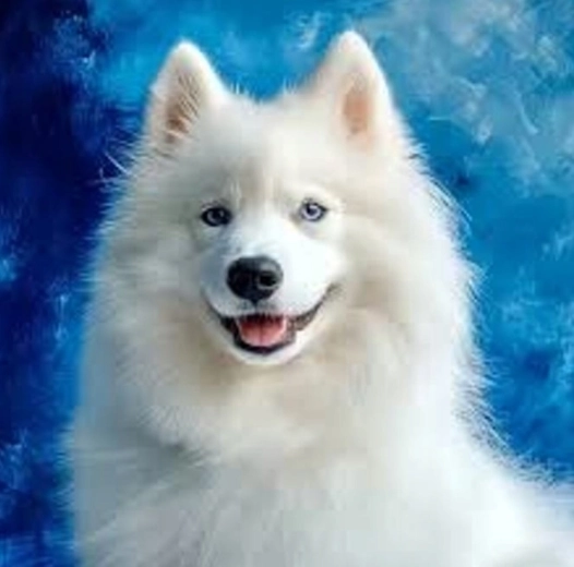 Teemantmaal samojed 30 × 40 cm