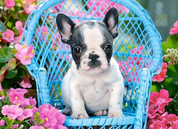 100-piece Puzzle French Bulldog