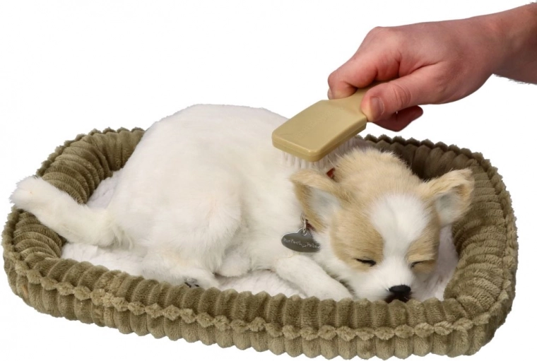 Norskav chihuahua kutsikas