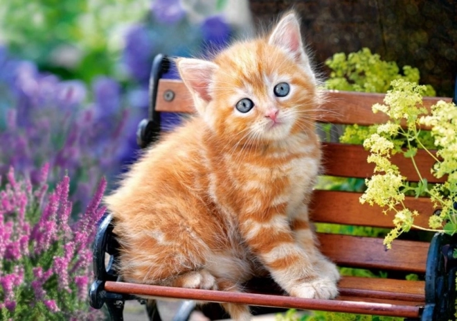 500-piece Puzzle – Ginger Kitten