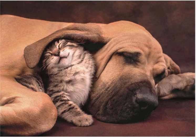 Puzzle Cuddles 500 pieces