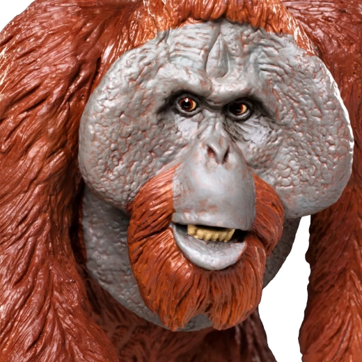 Learning through play: an animal from the rainforests of Borneo