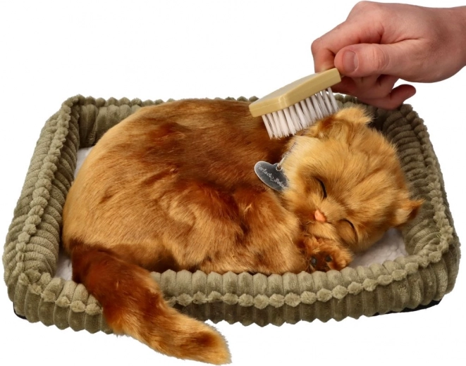 Adoption set kitten Turkish Angora