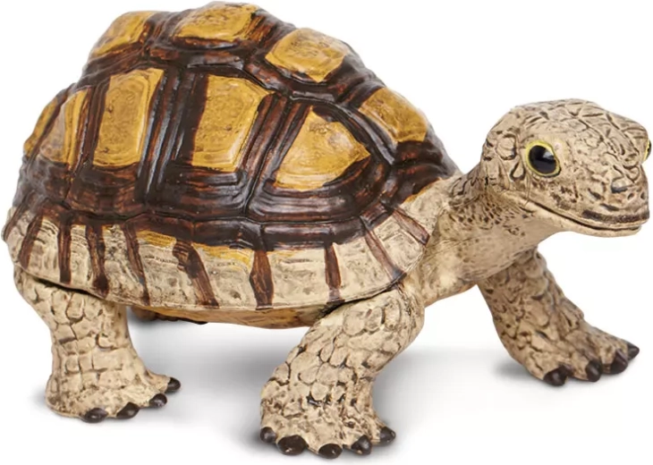 Young Turtle Safari Ltd.