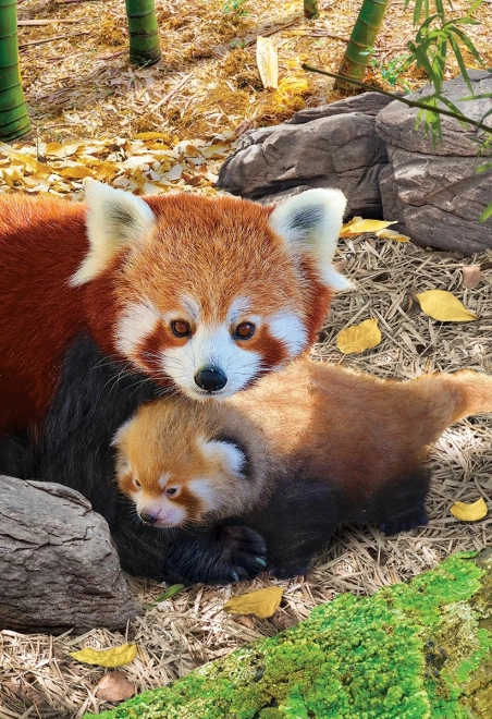 Pusle Save Our Planet: punased pandad XL 250 tükki