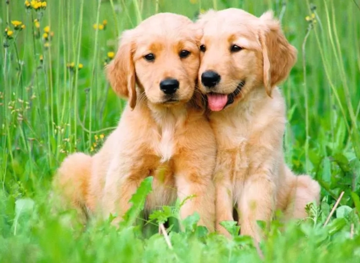 Ravensburger Puppies puzzle 500 pieces