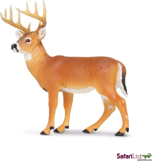 White-tailed deer Safari Ltd.