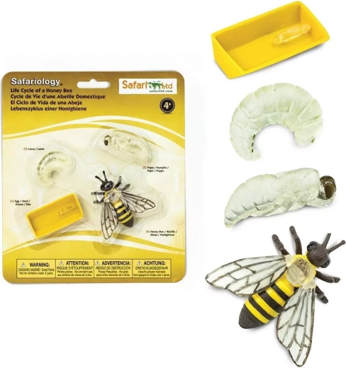 Safari Ltd. mesilase elutsükkel