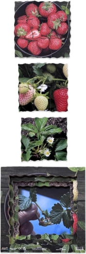 Four stages of strawberry growth