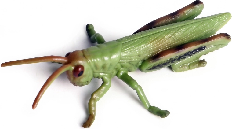 Realistic grasshopper appearance