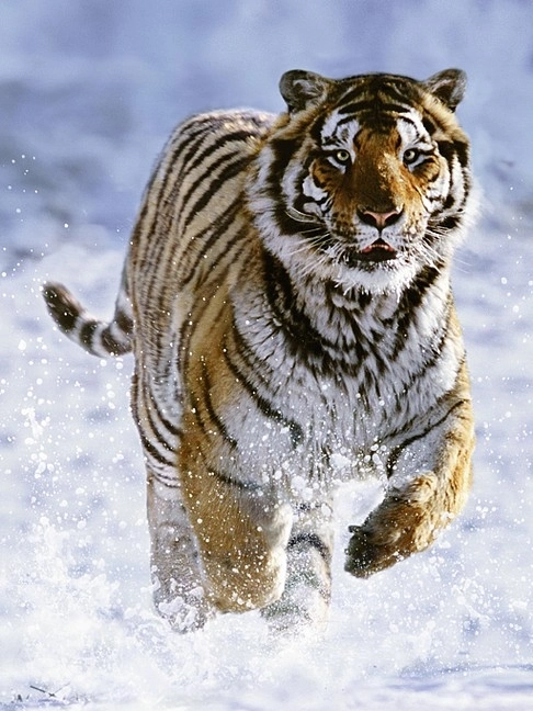 Ravensburger puzzle Tiger in Winter 500 pieces