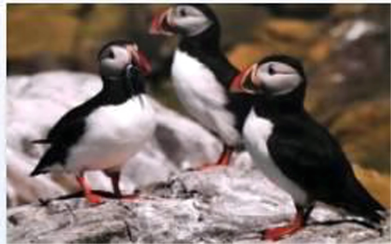Realistic puffin motif