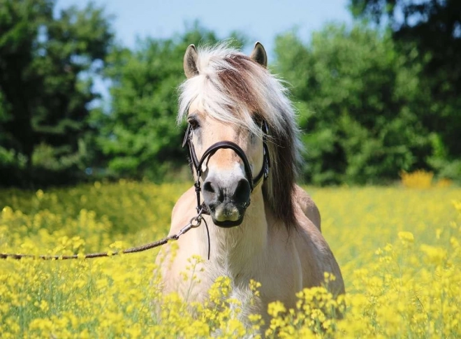 RAVENSBURGER Puzzle – palomino horse, 500 pieces