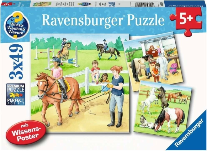 Ravensburger pusle Päev hobustega 3×49 tükki