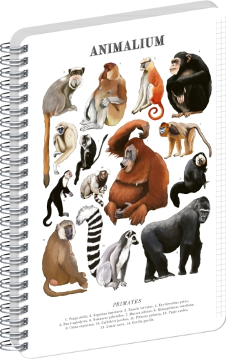 Notique spiraalplokk Animalium – primaadid, A4, ruuduline