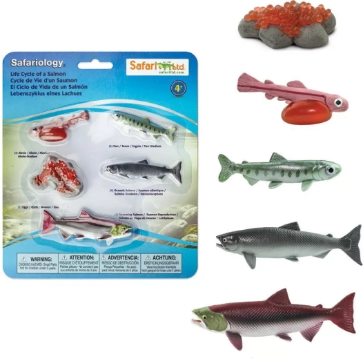 Safari Ltd. lõhe elutsükkel