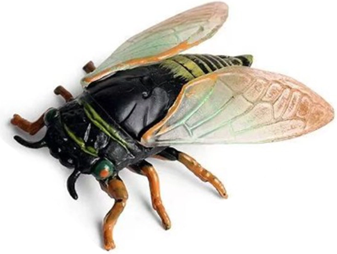 Tsikaad 6 cm