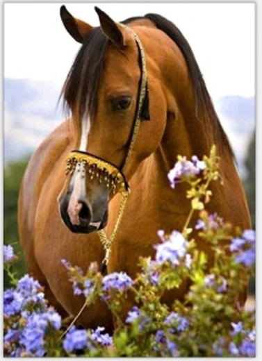 Norimpex Paint by Numbers Horse in Flowers 40 × 50 cm