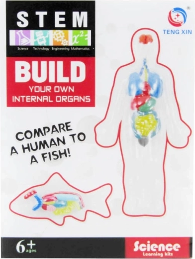 Creative kit – modeling internal organs from clay