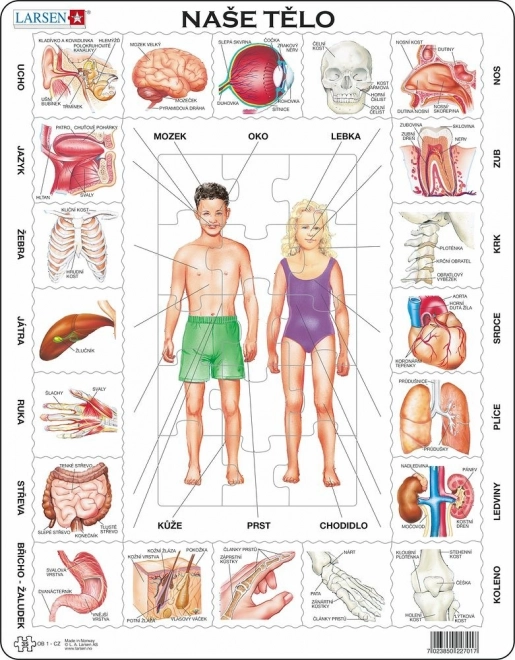 Larsen educational puzzle Our Body 35 pieces