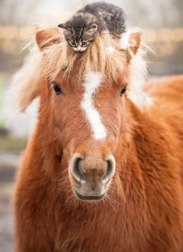 Ravensburger pusle poni ja kassipoeg 500 tükki