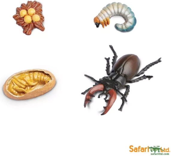 Life cycle - stag beetle - 1 piece