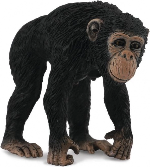 Collecta emase šimpansi kujuke