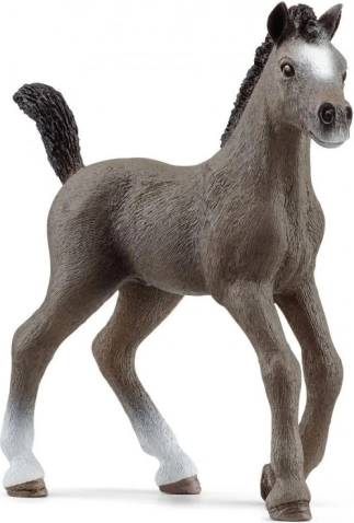 Animal foal Selle Français