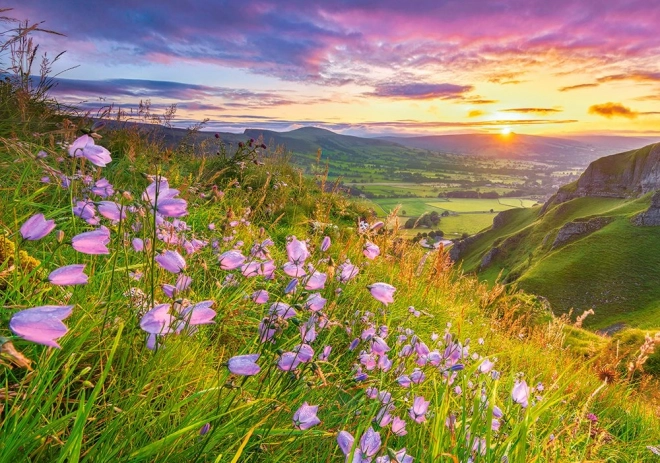 Puzzle Harebells at Sunrise 500 pieces