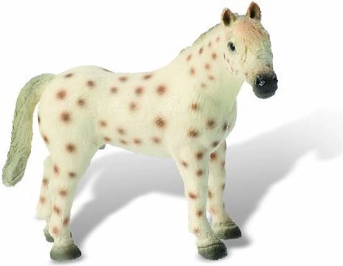 Knabstrupper stallion