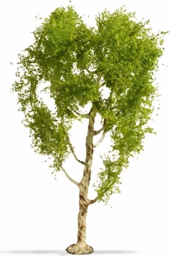 Noch Master Tree downy birch 21 cm