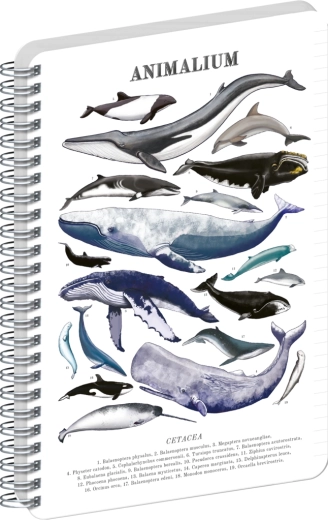 Notique spiraalplokk Animalium Mere all A4 jooneline