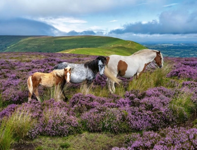 Wild Horses Puzzle 2000 Pieces Ravensburger