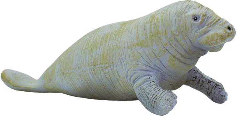 Manatee Safari Ltd. – 1 tk