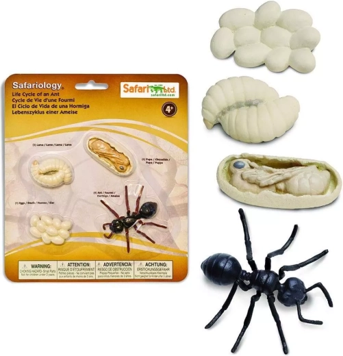 Safari Ltd. elutsükkel – sipelgas