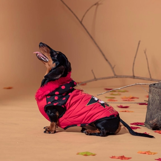 Minnie talveriided koerale, suurus S