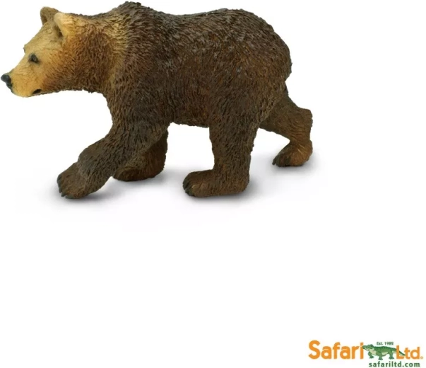 Grizzly bear – cub