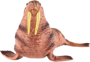 Ideaalne nii kollektsioonidesse kui ka hariduslikuks kasutuseks