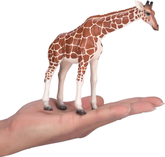 Compact yet impressive size