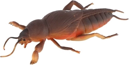 Realistlik välimus, mis köidab