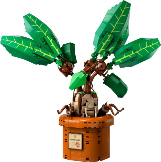 Loo mandragora