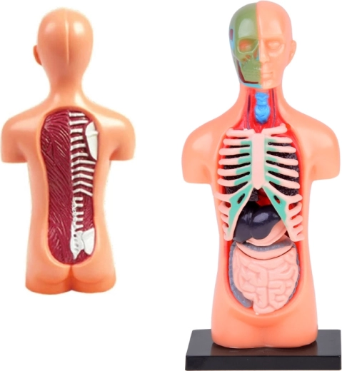 Realistlik läbilõige ja anatoomilised detailid