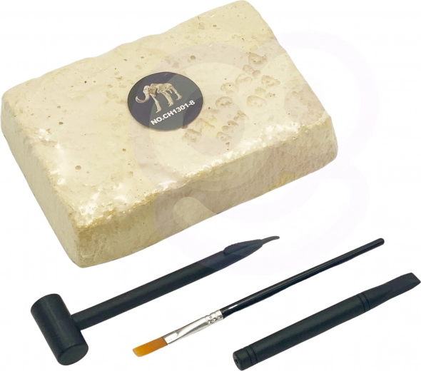 Kaeva ja avasta: dinosauruse kivistunud luud