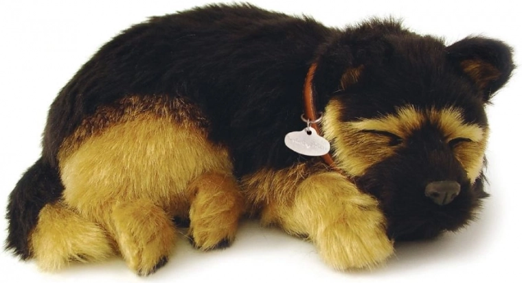 Pehme karvkate ja tõetruu saksa lambakoera välimus