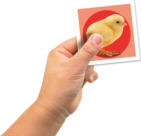 Sturdy, easy-to-hold cards