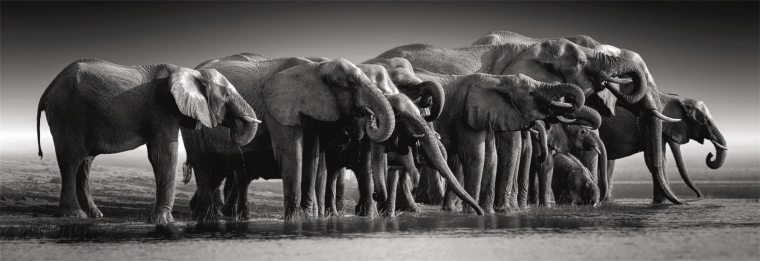 Panoramic motif of an elephant herd