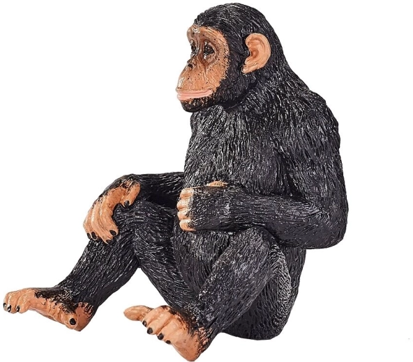 Chimpanzee Within Reach