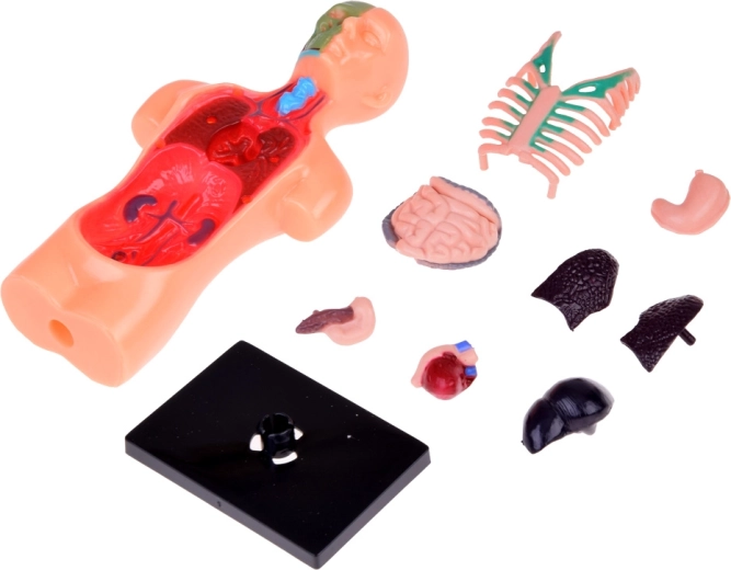 Eemaldatavad organid interaktiivseks õppeks